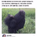 닭이 공룡의 후예라는 증거.jpg