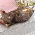 (약혐) 텃밭에서 두더쥐 죽은거 봤네요..