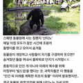 미래를 계획 하는 동물.jpg
