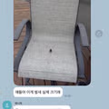 벌새 실제 크기래 못 보고 실수로 앉으면 어떡해ㅠㅠ