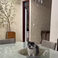 얼굴에 별이 있는 별님 고양이