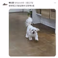 진료실에서 도망나온 댕댕이.jpg