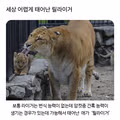 어렵게 태어난 릴라이거.jpg