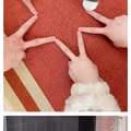 수달은 새끼를 낳으면 이곳저곳 돌아다니며 자랑하는 습성이 있습니다.jpg