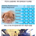 개도 세금을 내는 나라.jpg