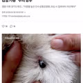 수원에서 반려견 SFTS 확진..수원시수의사회 “사람도 감염 가능” 주의 당부