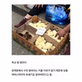 알고 보니 동물복지였던 문화