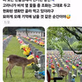 현충원의 꽃을 뜯어먹는 고라니