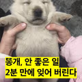 똥개, 안 좋은 일 2분만에 잊어버린다