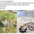 속초의 한 길고양이가 먹이를 안 먹은 이유