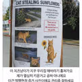 고양이 관리 좀 잘하라는 이웃주민