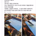 생선회집 도마 세척에 PB-1 세정제 사용했다는 논란