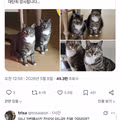 잠결에 고양이 헷갈린 사람
