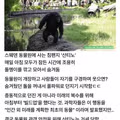 똑똑한 동물의 예상치 못한 결말