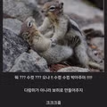 수컷만 남은 다람쥐들의 상황