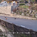 대참사난 고양이 유튜버