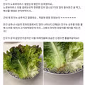 상추 먹다가 노로바이러스 걸렸다는 사람