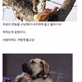 한국인을 가장 많이 희생시킨 의외의 맹수