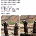 샌디에이고 동물원의 눈치 없는 아빠 수달