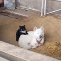 친화력 좋은 고양이와 강아지