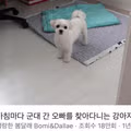 군대 간 오빠를 기다린 강아지의 모습