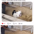 길냥이들이랑 짱친 맺은 멍뭉이