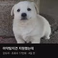야심차게 공무원 지원했는데 쉬었음강아지 됨