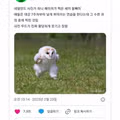 수련하는 올빼미