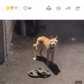 산에 버려진 유기견과 30kg 쇳덩이를 끌고 내려온 사연
