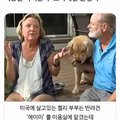 미용실 다녀와서 표독해진 골든리트리버