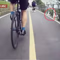 한강공원 자전거 도로 옆 고양이 집으로 인한 위험 상황