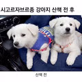 산책 전후가 확연히 다른 시고르자브종