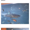 5일 동안 전 세계 1위 수준이었던 한국 수족관