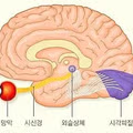 간이식과 심장이식은 있어도 눈이식은 없는 이유