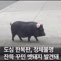 꾸미고 외출했더니 사람들이 사진 찍어주는 상황