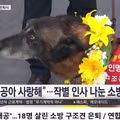 18명을 구한 영웅 구조견 태공이의 은퇴