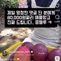 멍청한 댓글을 남긴 분께 애플망고를 드립니다