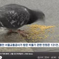 지하철역에 자꾸 들어오는 비둘기