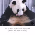 에버랜드 아이바오 세 번째 출산 암컷 아기 판다 탄생