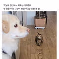 트라우마를 가진 강아지의 모습