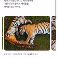 호랑이에 대해 새롭게 밝혀진 사실