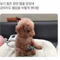 혈압 측정하는 강아지의 귀여운 모습