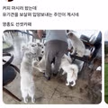 커피 마시러 왔는데 유기견 보살펴서 입양보내는 주인이 계시네