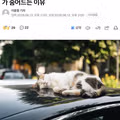 6월 무더위에 자동차 엔진룸으로 숨어드는 고양이들