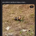 인터넷에 자주 올라오는 신기한 새의 정체