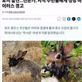 흉조의 토끼.JPG