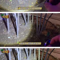 바퀴벌레 떼로 아수라장이 된 서울로 7017
