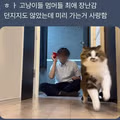 던지지 않아도 좋아하는 고양이와 강아지들의 최애 장난감