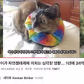 고양이 살처분 논란이 불거진 이유
