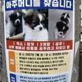 17년 전 강아지를 분양해준 아주머니를 찾는 사연